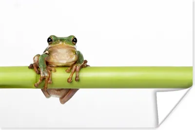 Produktbild von MuchoWow® Poster Frosch - Bambus - Weiß 90x60 cm - Schlafzimmer