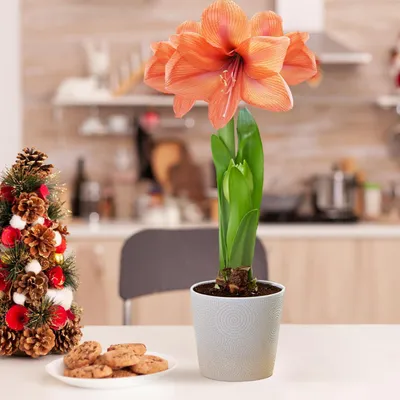 Produktbild von Amaryllis Zwiebel Orange Passion - 1 Blumenzwiebel in Großformat 26/30 - Exklusive Zwiebeln - Echte Pflanzen aus Holland - Hippeastrum (keine Samen, Wachs und nicht künstlich)