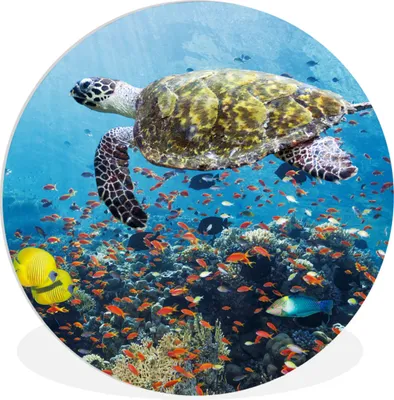 Produktbild von MuchoWow® Rundes Wandbild - Runde Bilder Schildkröte am Korallenriff Ø 60 cm Kreis Wanddekoration Kunststoff - Wandkreis - Wandschmuck - Wand Kreis - Das Schlafzimmer - Die Bilder - Wandmalerei - Kunst für das Haus - das Plastik