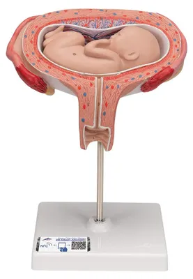 Fötusmodell, 5. Monat, Rückenlage – Anatomisches Modell