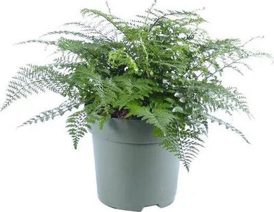 Immagine prodotto di Felce Asplenium Parvati, pianta da appartamento, Ø27cm, altezza 50cm, pianta