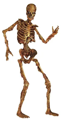 Image de Squelette mobile d'Halloween en carton beige-marron 180cm - taille unique