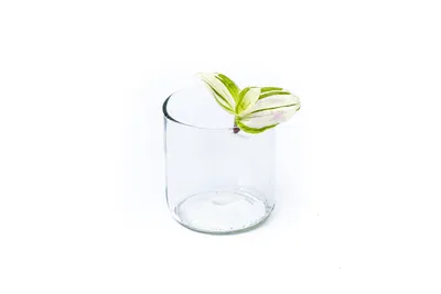 Obrázok produktu pre Gardners Tradescantia Brightness - odrezky na zakorenenie