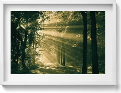 Produktbild von Sonnenschein im Wald– Wandbild mit Rahmen – Gerahmtes Bild  – Wanddekoration – 70x50 cm –  Weiß Rahmen