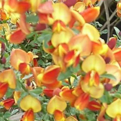 Obrázok produktu pre 2 x  slonovinový vres  - Cytisus 'Lena'  | 40-60 cm v kontajneri