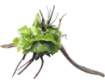 Produktbild von Zwerg-Speerblatt auf Spiderwood - Anubias nana ca. 15 x 9 x 15 cm