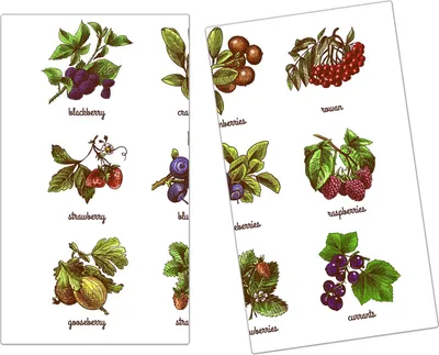 Produktbild von Spritzschutz Herdabdeckplatte Schneidebrett aus Glas Skizze aus Beeren 2-Teilig (60x52cm)