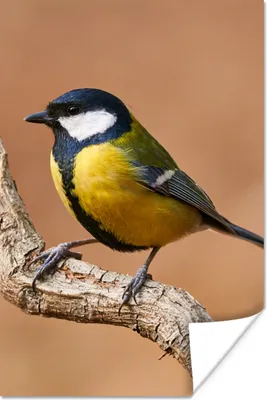 Produktbild von MuchoWow® Poster Vogel - Kohlmeise - Zweige 20x30 cm - Papierdruck