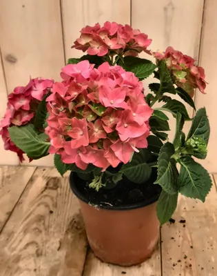 Productafbeelding van Hortensia Hydrangea Roze 30 - 40 cm 4 tot 6 bloemen Warentuin Natuurlijk
