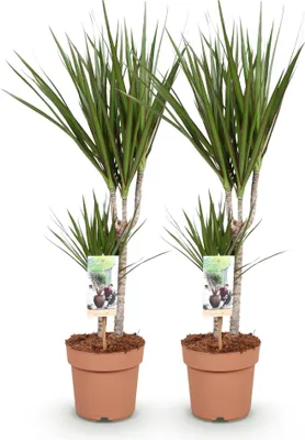 Image de Dracaena Marginata : 2 élégants dracaenas de 70 à 80 cm, 17 cm de diamètre, faciles d'entretien, pour la décoration