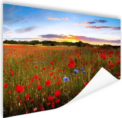 Produktbild von MuchoWow® Poster Blumen - Sonnenuntergang - Farben 160x80 cm - Foto Poster
