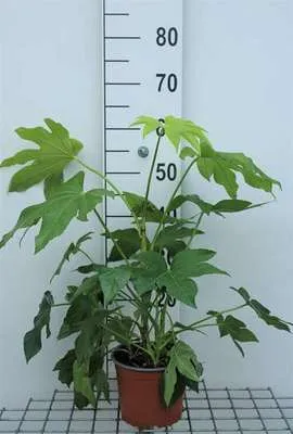 Obrázok produktu pre Fatsia japonica (aralia_sieboldii) - Izbová arália 40- 60 cm nádoba