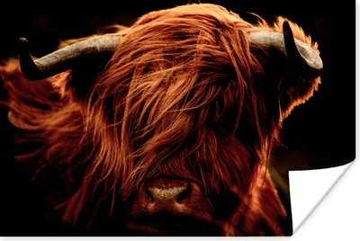 Produktbild von MuchoWow® Poster Schottischer Highlander - Kuh - Hörner - Porträt - Tiere 60x40 cm - Schlafzimmerdekoration