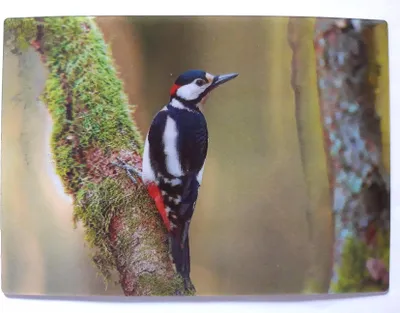 Produktbild von 3 D Ansichtskarte Buntspecht, Postkarte Wackelkarte Hologrammkarte, Specht Vogel Tier