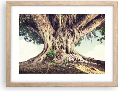 Produktbild von Gerahmtes Poster - Rahmen in heller Eiche - Tiger Wild Baum - 40x30 cm - Wand Bild - Wanddeko - Wandbilder - Kunstposter - Wandposter - Bilderrahmen - Bilder - Kunstdruck - P2NAA40x30-5124