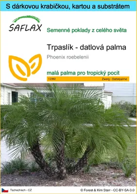 Obrázek produktu pro SAFLAX Dárková sada - Trpaslík - datlová palma - Phoenix roebelenii - 25 Semena - S dárkovou krabičkou, přepravním štítkem, dárkovou kartou a pěstebním médiem