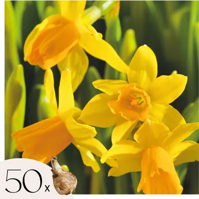 Produktbild von Narzissenzwiebeln - 50 Stk - Narcissus 'Tête-à-Tête' - Blumenzwiebeln - Gelb