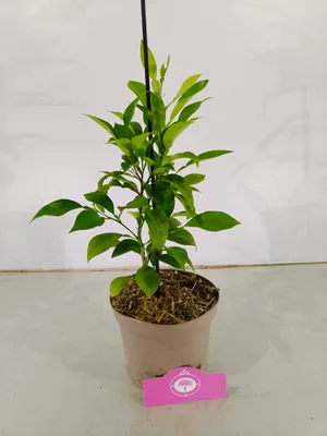 Obrázok produktu pre Citrus aurantium, horký pomaranč, 2 l kvetináč