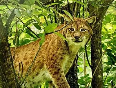 Immagine prodotto di Luchs - 500 Teile (Puzzle)