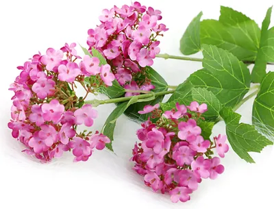 Image de Hortensia artificiel 3 têtes de fleurs Simulation de fleurs décoratives pour la maison, le mariage et le bureau Rose rose
