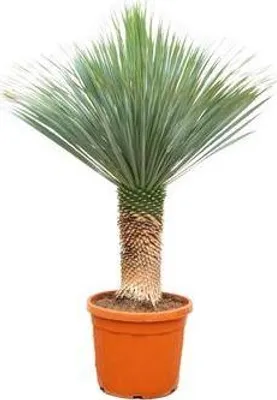 Produktbild von Palmlilie Yucca Rostrata Zimmerpflanze 170cm Ø55cm Winterhart pflegeleicht Deko