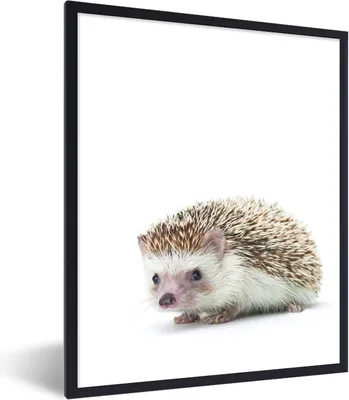 Produktbild von MuchoWow® Gerahmtes Poster Igel - Tiere - Weiß 30x40 cm - Poster mit Schwarzem Bilderrahmen Wandposter Rahmen Foto Bilder - Wanddeko - Kunstdrucke