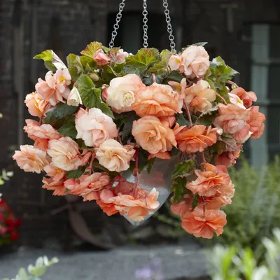 Zdjęcie produktu dla Begonia Odorata Splendide Apricot 1 szt begonie sadzonki sadzonka bulwa