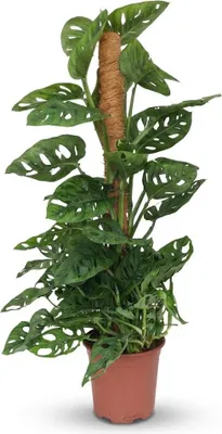 Produktbild von Monkey Mask - Monstera Andansonii Moss vine - Grün - Pflegeleicht - 80-90cm - Ø19cm - Zimmerpflanze - Immergrün
