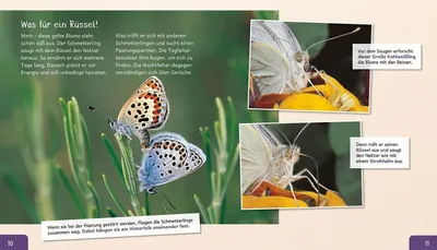 Obrázek produktu pro Meine große Tierbibliothek: Der Schmetterling