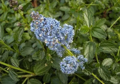 Produktbild von Ceanothus thyrsifolius var. repens - Kriechende Säckelblume - 20-30