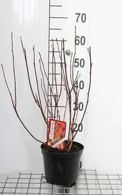 Produktbild von Physocarpus opulif. 'Red Baron' - Fasanenspiere  30- 40 cm - Container