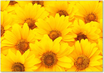 Produktbild von Tulup® Glas-Bild - 100 x 70 - Wandbild aus Glas - Wandkunst - Wandbild hinter gehärtetem Sicherheitsglas - Blumen & Pflanzen - Sonnenblumen - Gelb