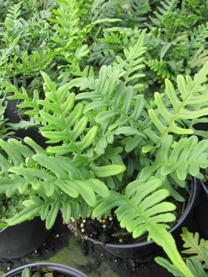 Produktbild von Tüpfelfarn Poldy - Polypodium vulgare - 20-30cm