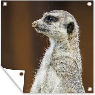 Produktbild von MuchoWow® 100x100 cm Outdoor-Poster Gartendeko Sichtschutz Garten Poster für den Garten Erdmännchen - Tier - Spiel