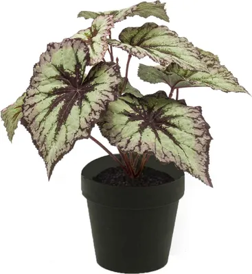 Produktbild von artplants.de Kunstpflanze Blattbegonie Meira, grün-violett, 25cm - Deko Buntnessel