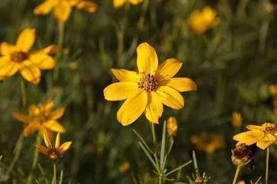 Produktbild von 6 x  Coreopsis vert. 'Grandiflora' - Mädchenauge - Topf 9 x 9 cm