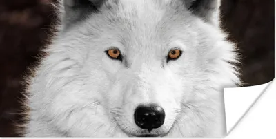Produktbild von MuchoWow® Poster Wolf - Weiß - Porträt 40x20 cm - Poster für die Wand - Poster Schlafzimmer