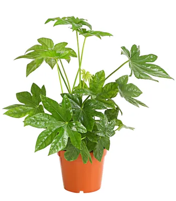 Produktbild von Dehner Zimmeraralie, Fatsia japonica, Zimmerpflanze mit ledrigen, mehrlappigen Blättern, 50-60 cm inkl. Pflanztopf, Ø Topf 17 cm