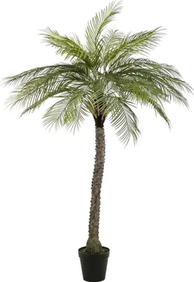 Produktbild von Emerald Künstliche Phoenix Palme - Marun | 220 cm, für drinnen, Kunstbaum, wie echt, Allergiker geeignet, pflanzliche Dekoration Praxis, Office & Wohnzimmer