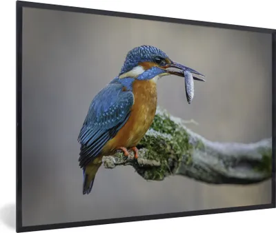 Produktbild von MuchoWow® MuchoWow® Gerahmtes Poster Eisvogel - Fisch - Tier 60x40 cm - Poster mit zchwarzem Bilderrahmen - Printing - Wanddeko Schlafzimmer