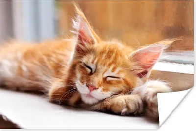 Produktbild von MuchoWow® Poster Orangefarbene Maine Coon Katze liegt auf der Fensterbank 90x60 cm - Schlafzimmer