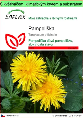 Obrázek produktu pro SAFLAX Garden to go - pampeliška - Taraxacum officinale - 200 Semena - S květináčem, klimatickou poklicí a pěstebním substrátem