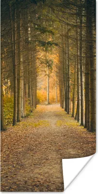 Produktbild von MuchoWow® Poster Pfad - Bäume - Wald 20x40 cm - Plakat - Foto