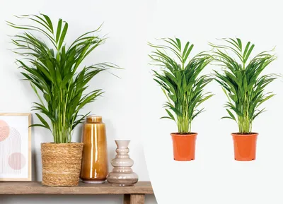 Produktbild von 2er Set - Dypsis Lutescens - Goldfruchtpalme - Areca Palme - Zimmerpflanzen - Pflegeleicht - Haustierfreundlich - Höhe 60-70 cm - Topf 17 cm