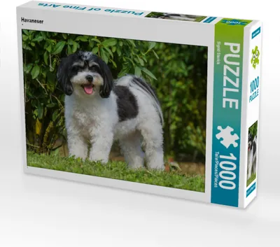 Produktbild von CALVENDO Puzzle Havaneser | 1000 Teile Lege-Größe 64x48cm Foto-Puzzle für glückliche Stunden