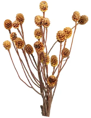 Produktbild von Sabulosumzweige - 2-3 Köpfe - geschwefelt - 10 Stück