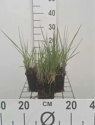 Zdjęcie produktu dla 6 x Panicum virg. 'Northwind' - proso wiechowe - doniczka 9 x 9 cm