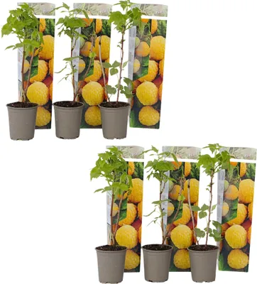 Produktbild von Himbeerpflanzen - 6 Stk - Rubus idaeus 'Fallgold' - Höhe 25-40cm - ⌀9cm