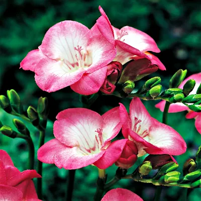 Produktbild von Zwiebel Blumenzwiebel Kübelpflanze Schnittpflanze Einzelne Freesie rosa 10 St.