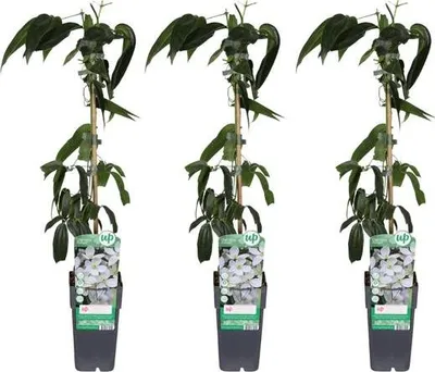 Zdjęcie produktu dla Clematis armandii - powojnik Armanda, wiecznie zielona roslina pnaca, 3 sztuki